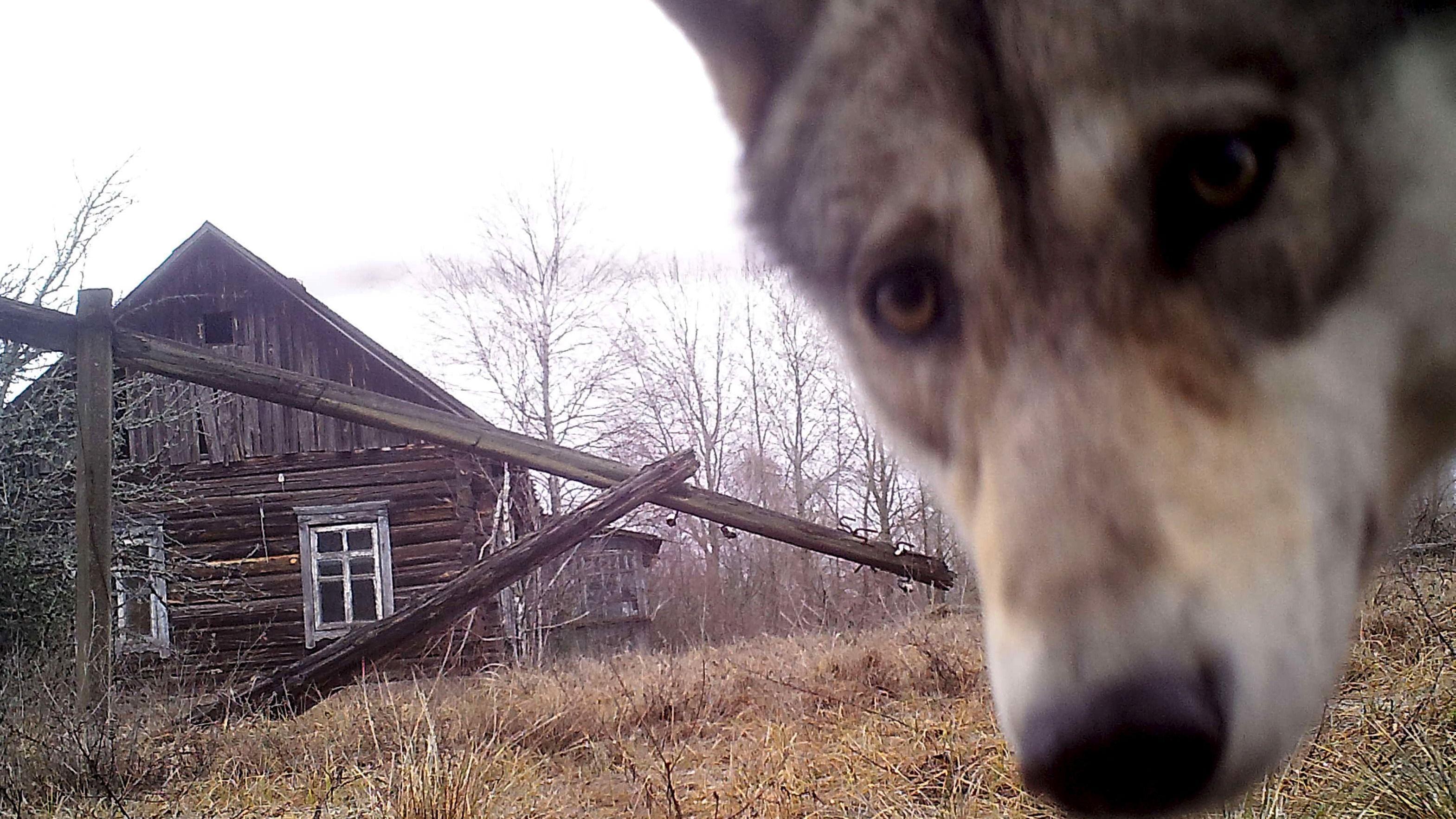 Krupni plan vuka koji gleda u kameru, sa ruševinama drvene kuće u pozadini