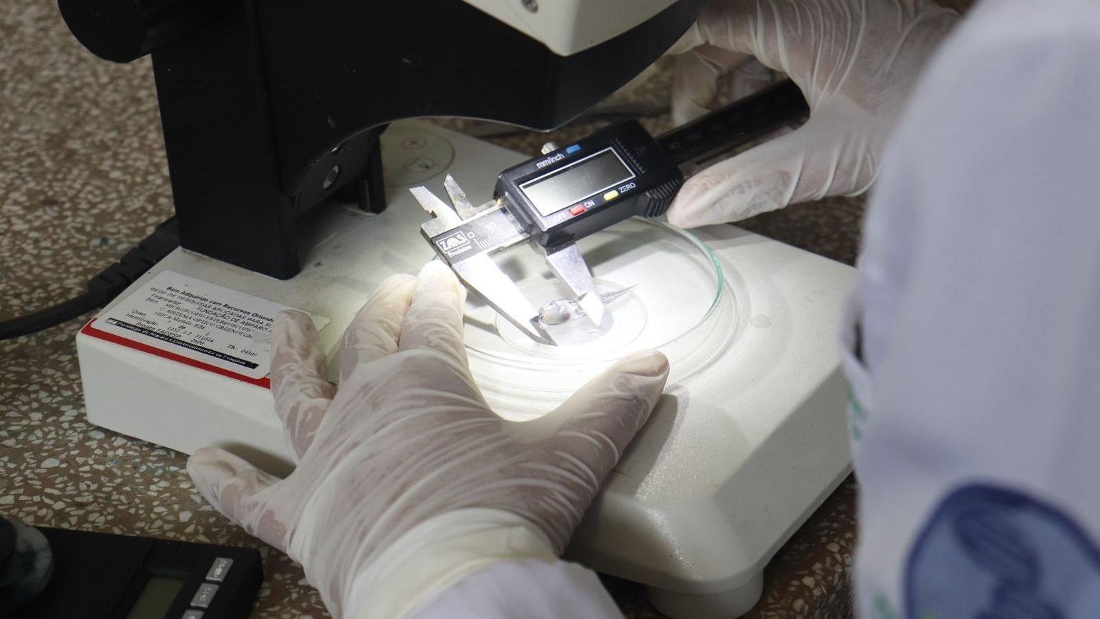 Cientista com luvas de borracha segura instrumento que mede o tamanho de um girino, que est&aacute; numa placa em cima de um microsc&oacute;pio