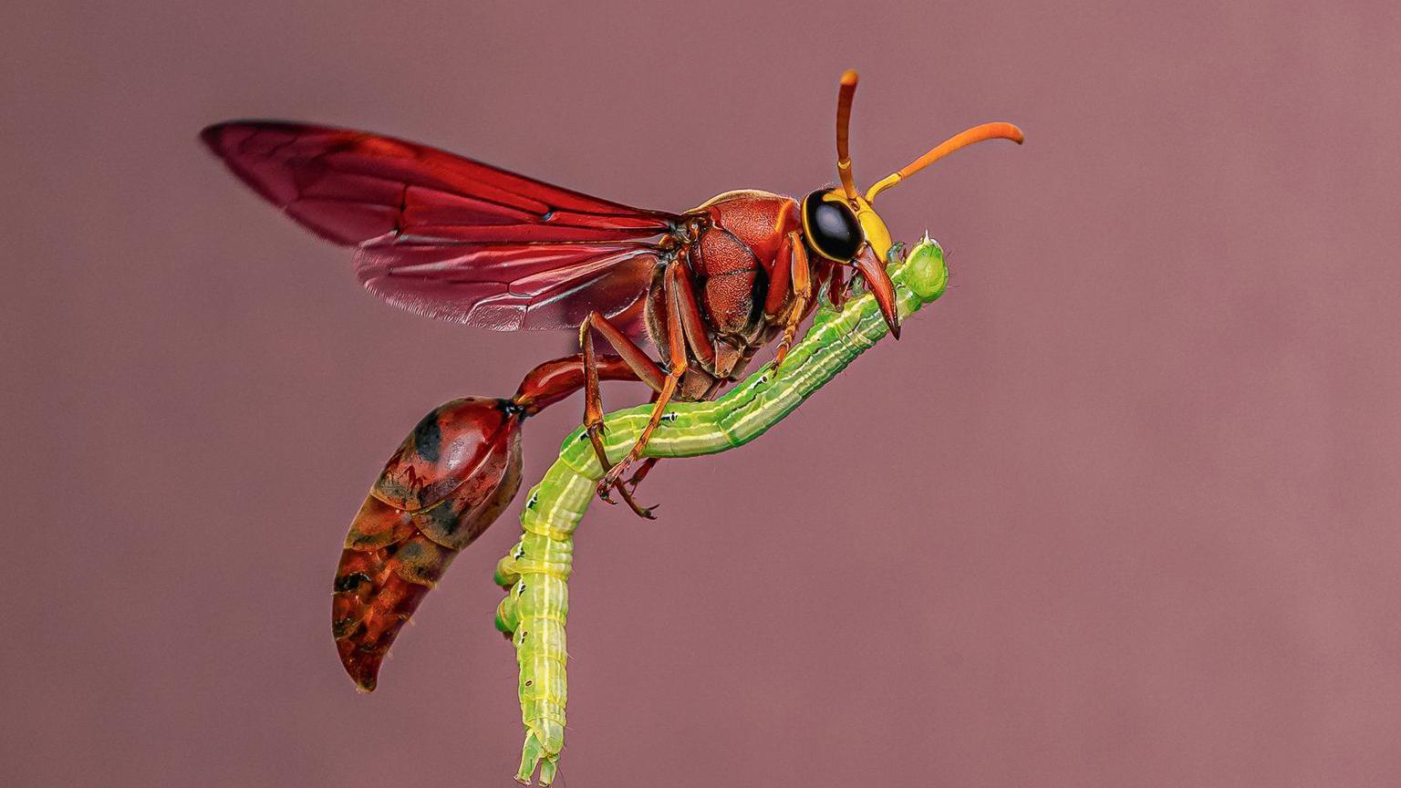Una avispa alfarera roja parece casi paralizada, pero en realidad está en pleno vuelo, sujetando una oruga verde bajo su cuerpo. El fondo es una suave mancha rosa/morada que centra la atención en las alas rojas del insecto y su presa.