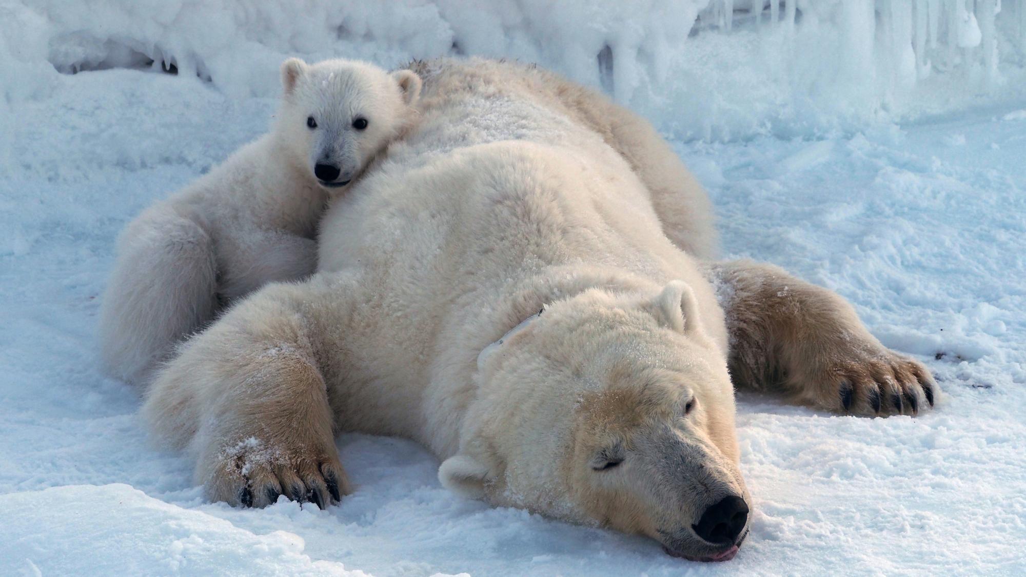 Polar bears on Norwegian islands fatter and healthier despite ice loss, scientists say