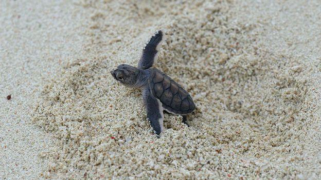 Filhote de tartaruga saindo na areia