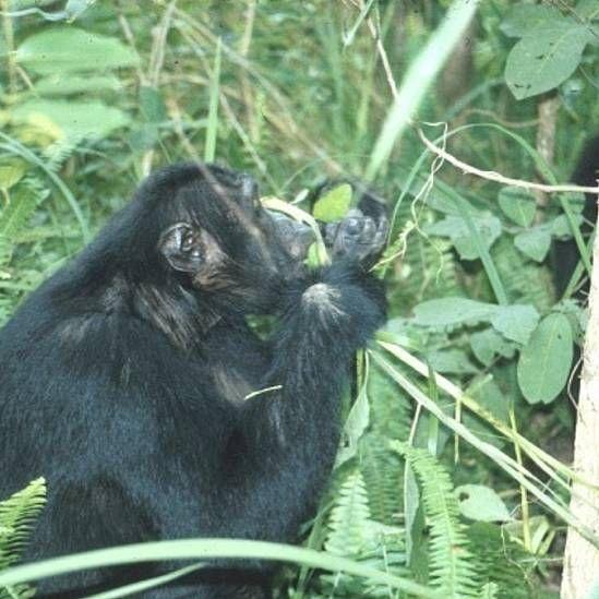 Un macho adulto, Jiluba, masticando la parte central amarga de la planta Vernonia amygdalina