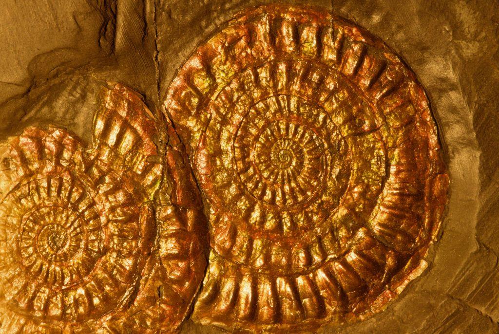 Fósiles de amonites con capa de concha iridiscente intacta, especie Ammonoidea, Período Jurásico, hace 144 a 208 millones de años, Lyme Regis, Dorset, Inglaterra, Reino Unido.