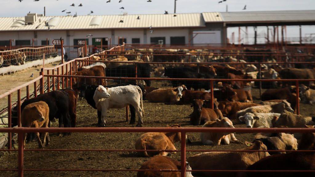 Canada bans Texas cattle over flesh-eating screwworm outbreak in US