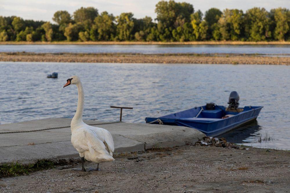 Dunav ponegde kao potok: Dramatične fotografije iz Srbije i regiona 19 dunav, nizak vodostaj dunava, dunav kod slankamena