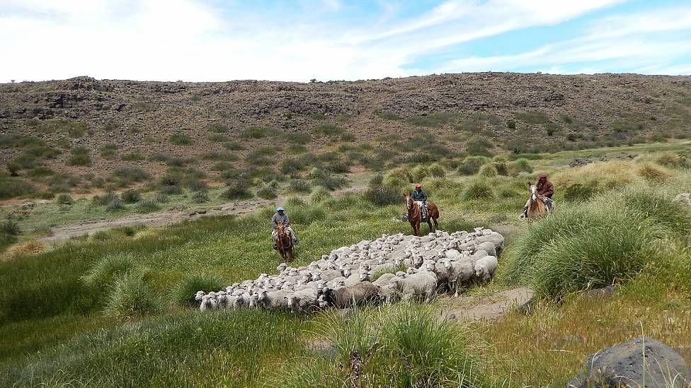 Hombres a caballo con un rebaño de ovejas en la Patagonia