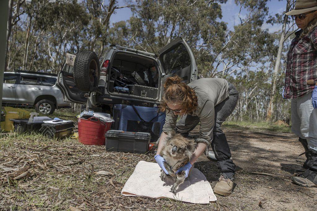 Una mujer joven agarra con sus brazos a un koala que permanece en el piso. Lleva guantes, gafas y botas. En el fondo, se ve una camioneta con la puerta trasera abierta.