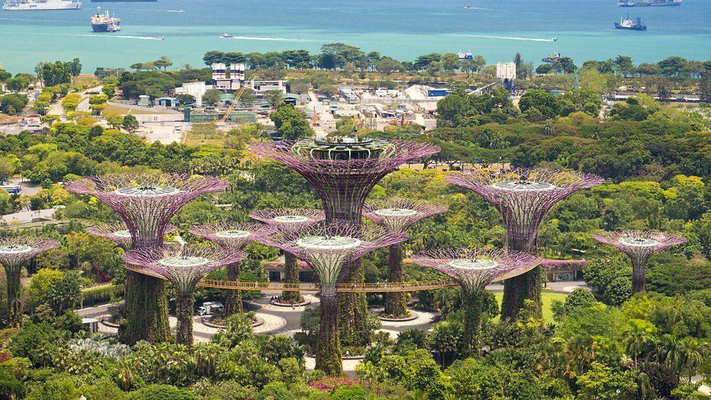 Vegetación en Singapur rodea los "superárboles"