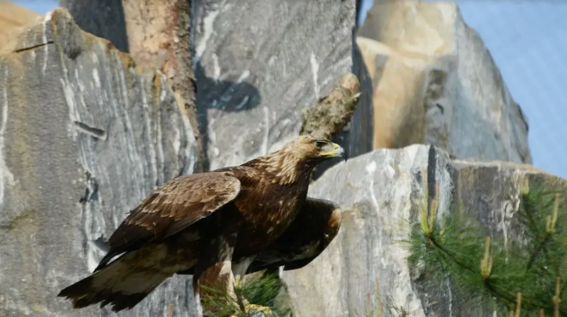 一隻大型棕色鳥類棲息在淺色岩石地形上