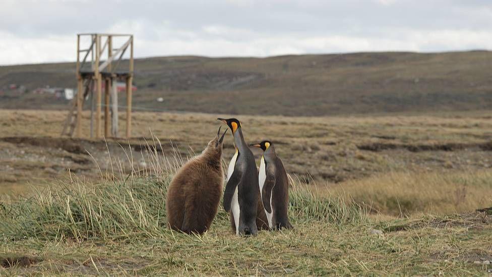 Una pareja de pinguinos rey en la reserva junto a su polluelo ya grande que es casi de la altura de los padres