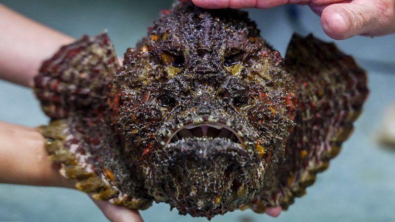 Peixe-pedra segurado por m&atilde;os humanas