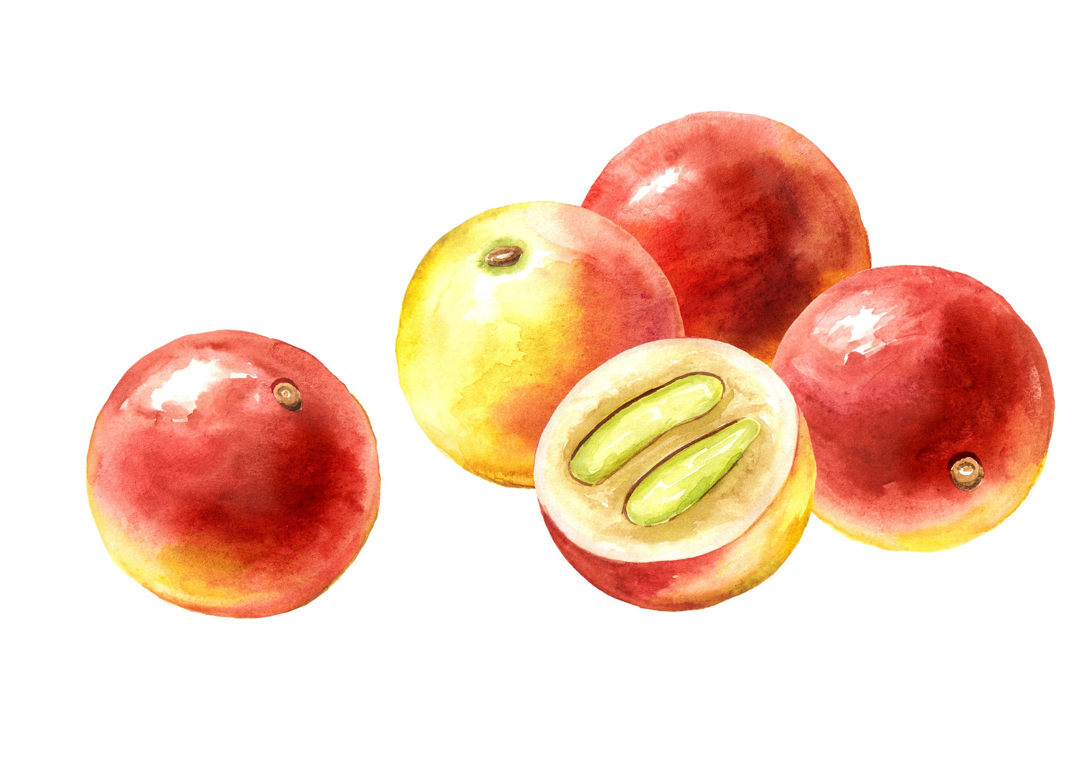 Ilustración mostrando camu-camus