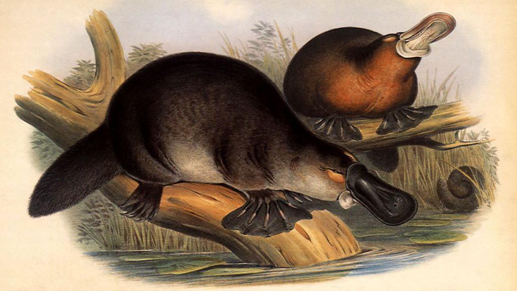 Desenho do século 19, mostrando ornitorrincos