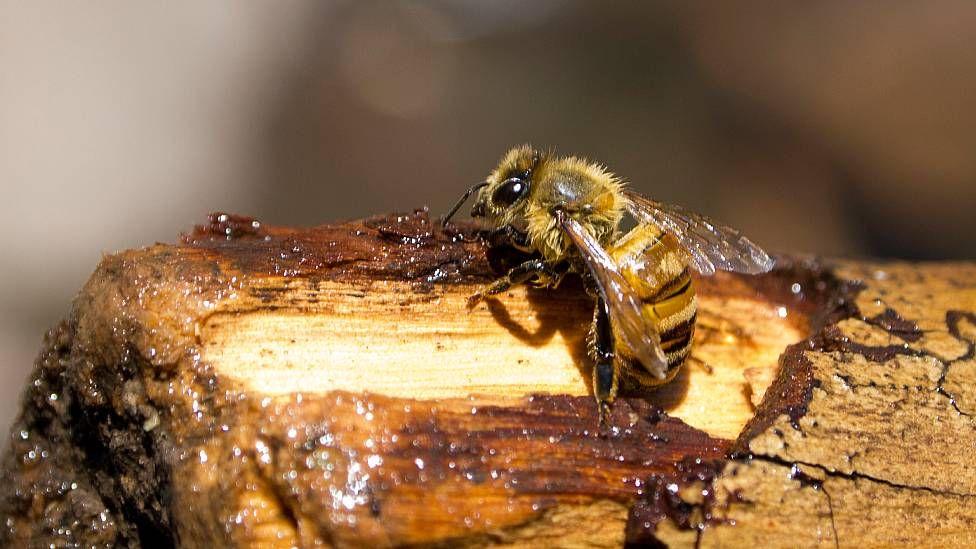 Abeja en una rama con resina