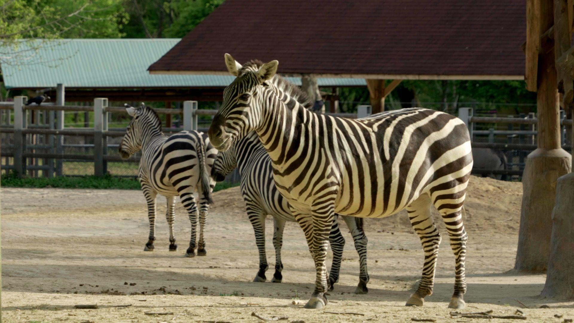 서울동물원 방사장에 세 마리의 얼룩말이 함께 모여 있다