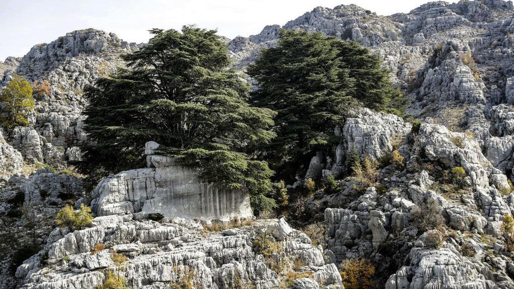 شجرتا أرز فوق صخور