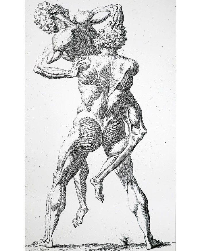 Anatomski crtež dve figure bez kože koje se rvaju iz 1741. godine podseća na skulpturu Herkula i Anteja iz 16. veka