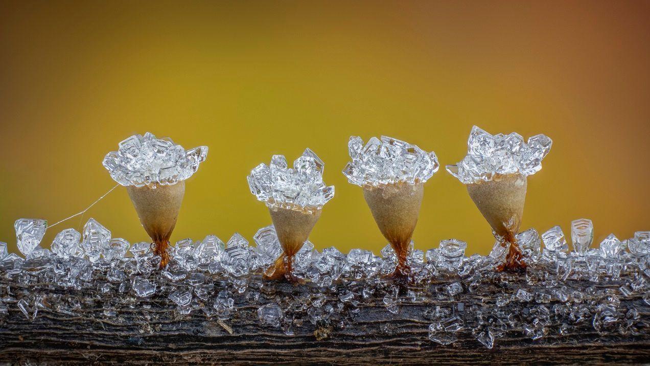 Conchas de mohos deslizantes adheridas a un pedazo de madera con cristales de agua congelada