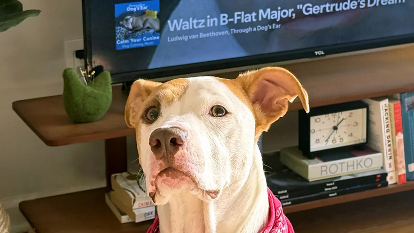 Smiruje li muzika životinje 1 Pas gleda u daljinu, ima crvenu maramu oko vrata, iza njega na televiziji ide valcer