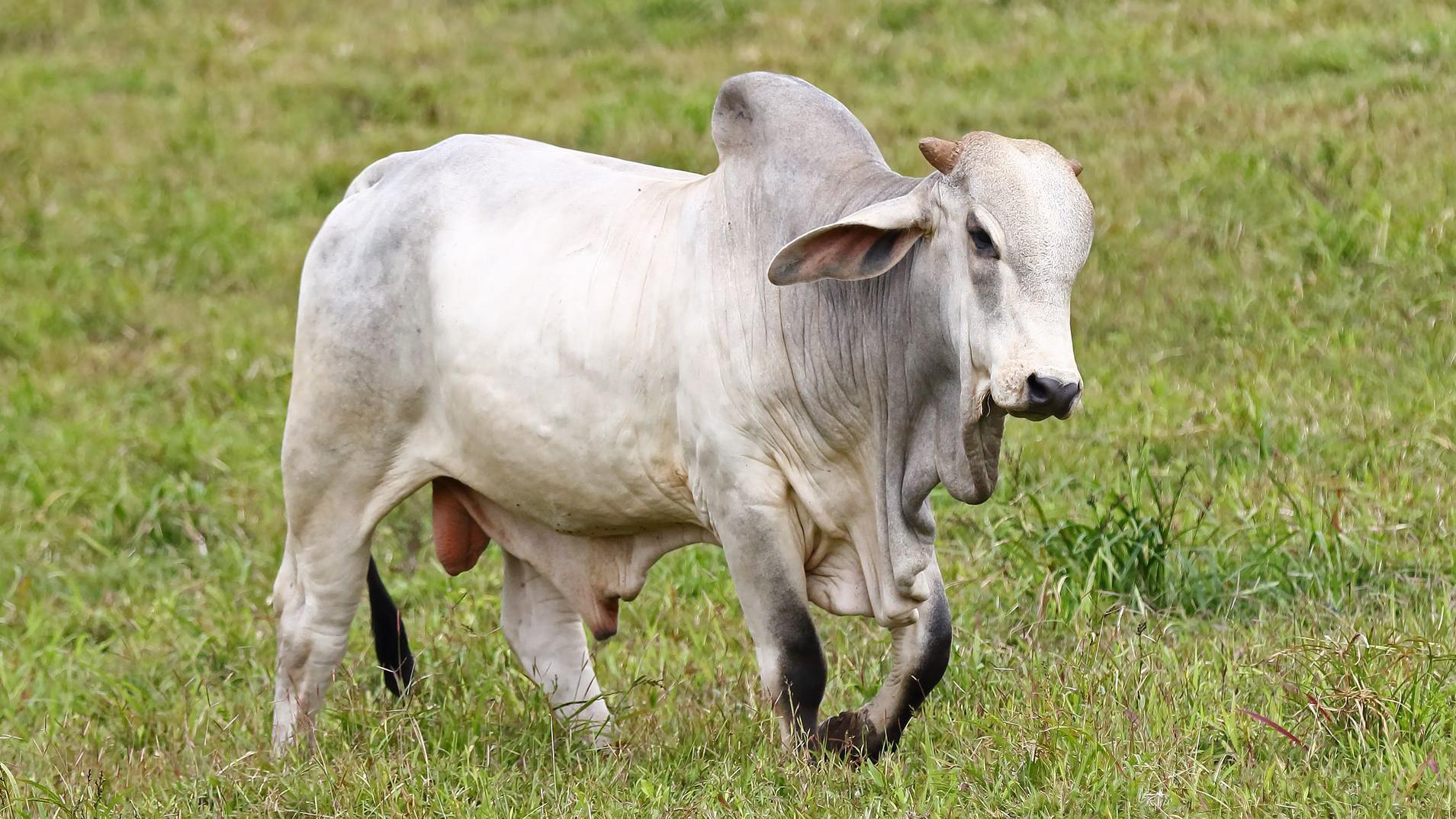 Zebu branco com corcunda típica da sua raça