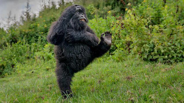 Jovem gorila macho fazendo acrobacias nas montanhas Virunga, em Ruanda