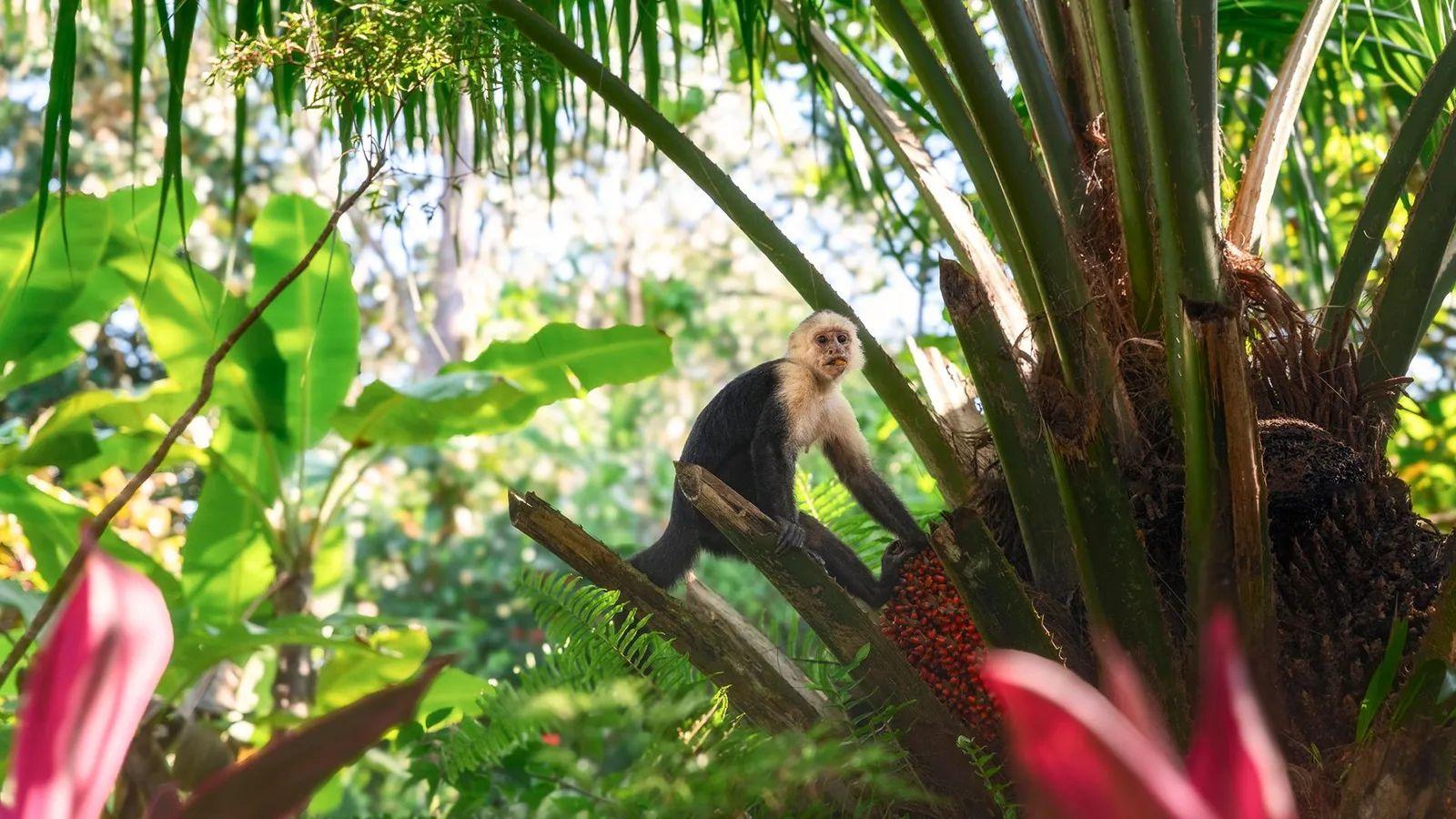 Un mono capuchino cariblanco entre la frondosa vegetación de Corcovado
