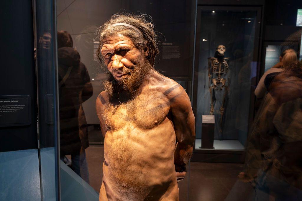 Recreación de un neandertal en la exposición sobre la evolución humana del Museo de Historia Natural de Londres.