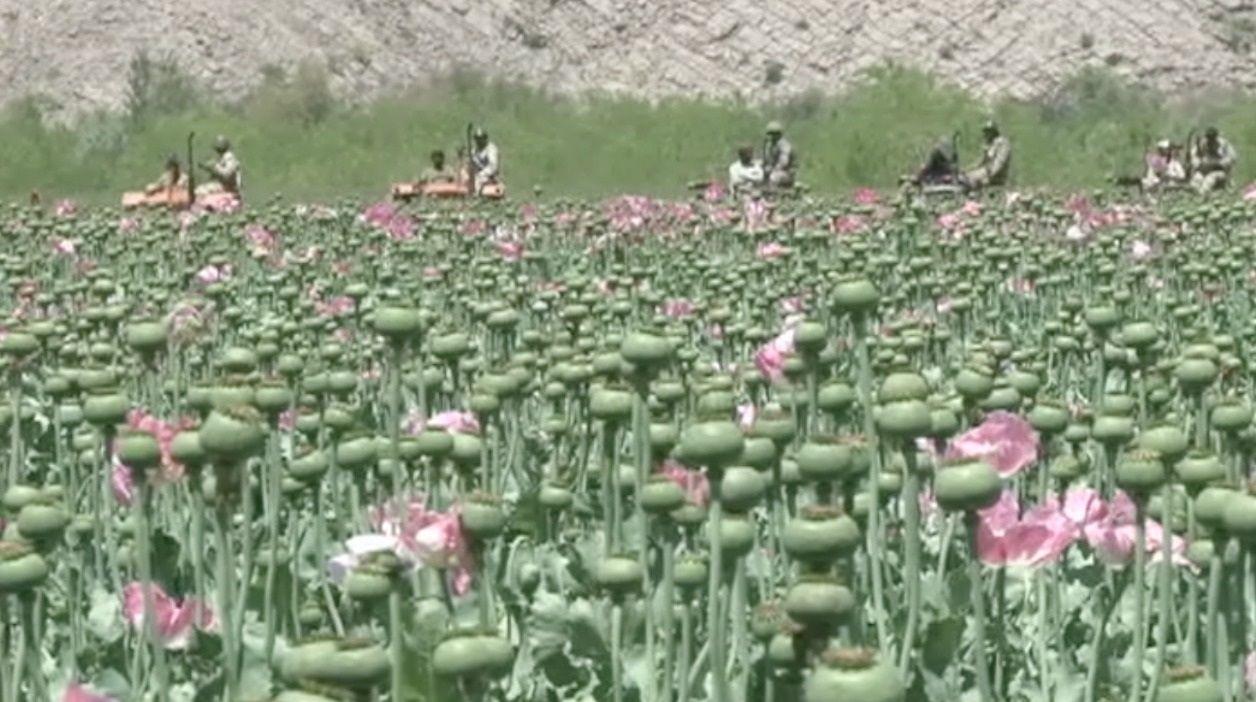 بلوچستان میں پوست کی کاشت میں اضافہ