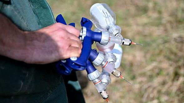 صورة مقربة ليد أحد المزارعين وهو يحمل جهازا يحتوي على ثلاث إبر تطعيم.