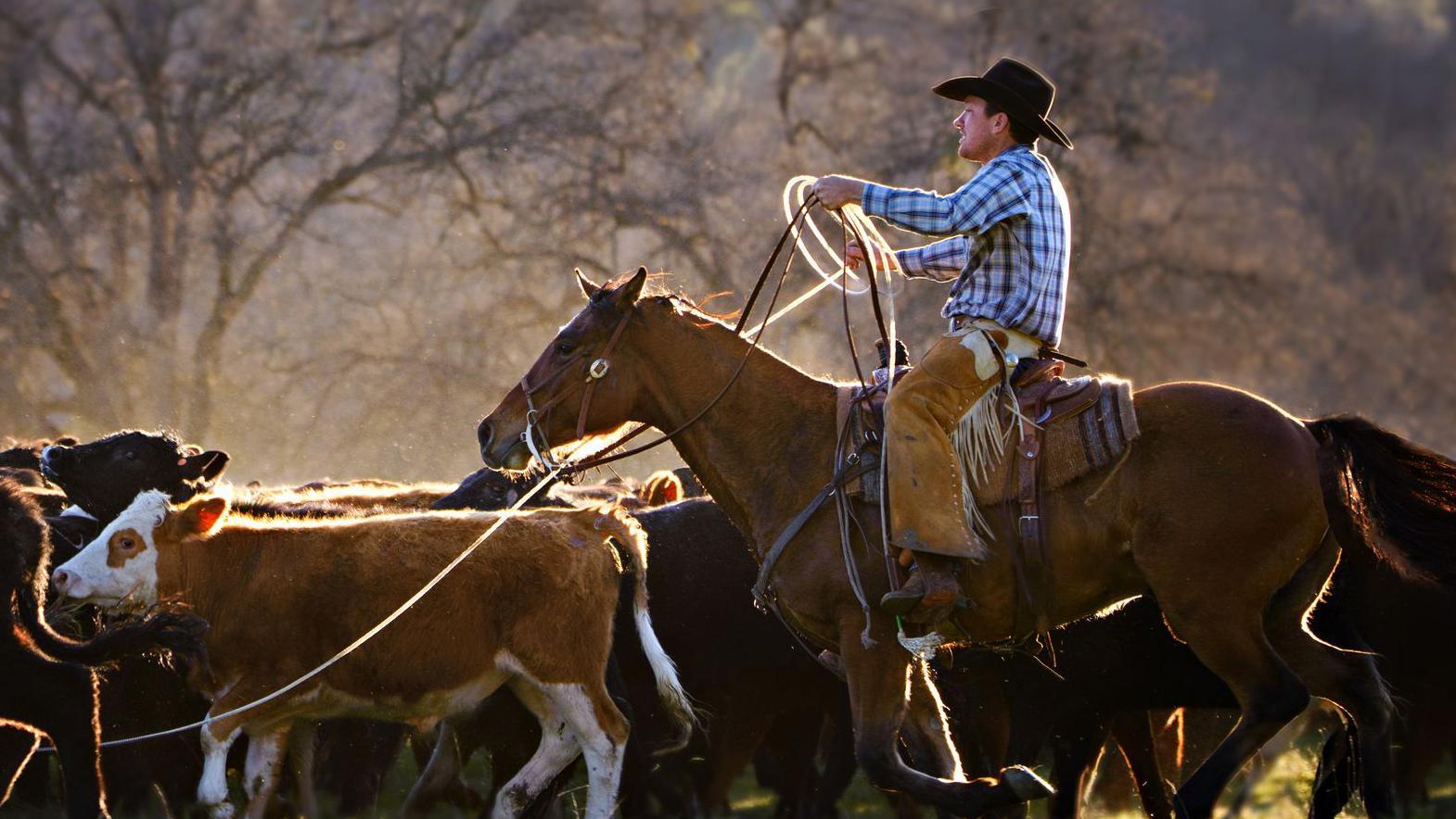 Foto genérica de un ranchero y un grupo de vacas.