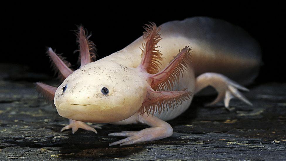 Endangered axolotl release raises hopes for rare amphibian