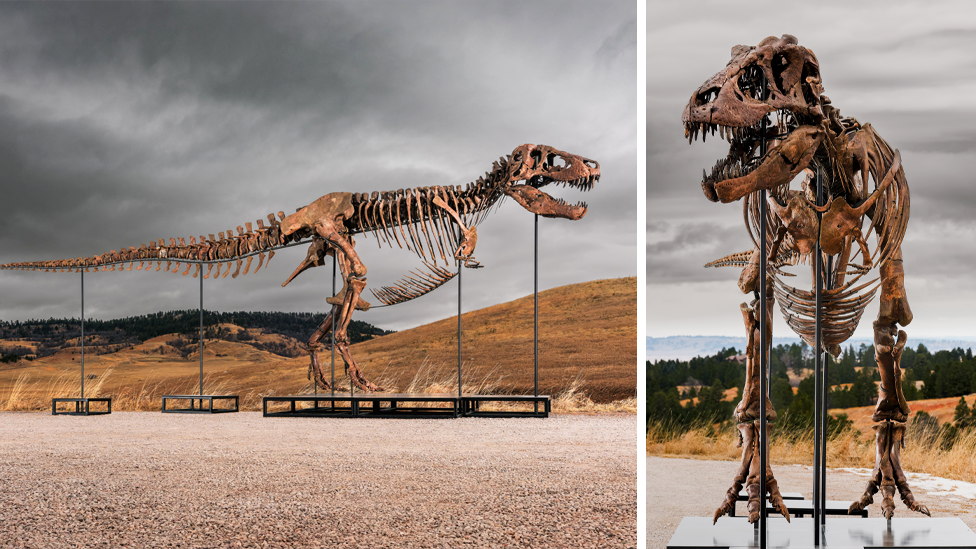Tyrannosaurus rex most expensive dinosaur ever sold