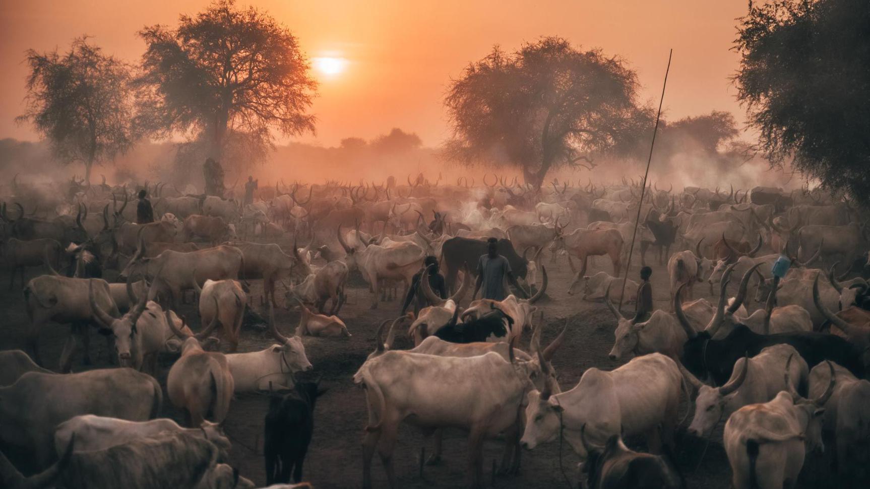 Biljana Jurukovski i njen put od menadžerke do fotografkinje izolovanih afričkih plemena 8 Kampovi stoke plemena Mundari u Južnom Sudanu