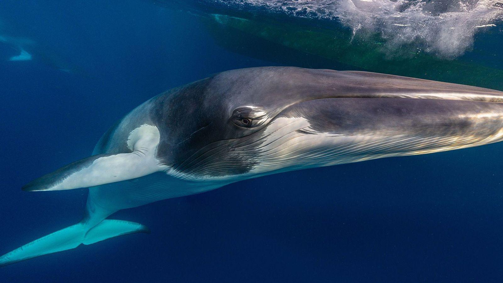 Una ballena minke enana contra un fondo azul índigo del mar con una salpicadura en la parte superior