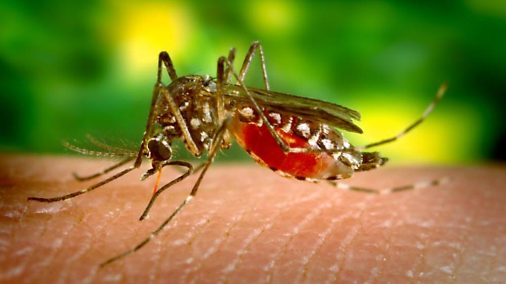 Mosquito da dengue