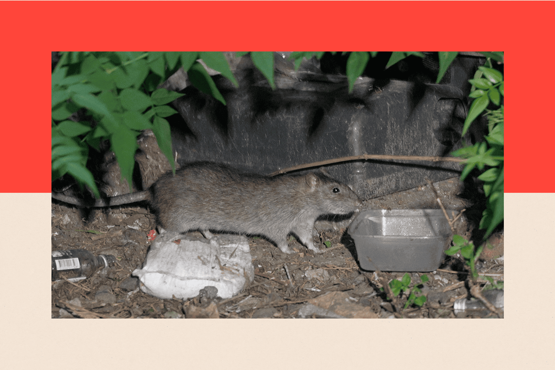 جرذ بجانب شجرة.