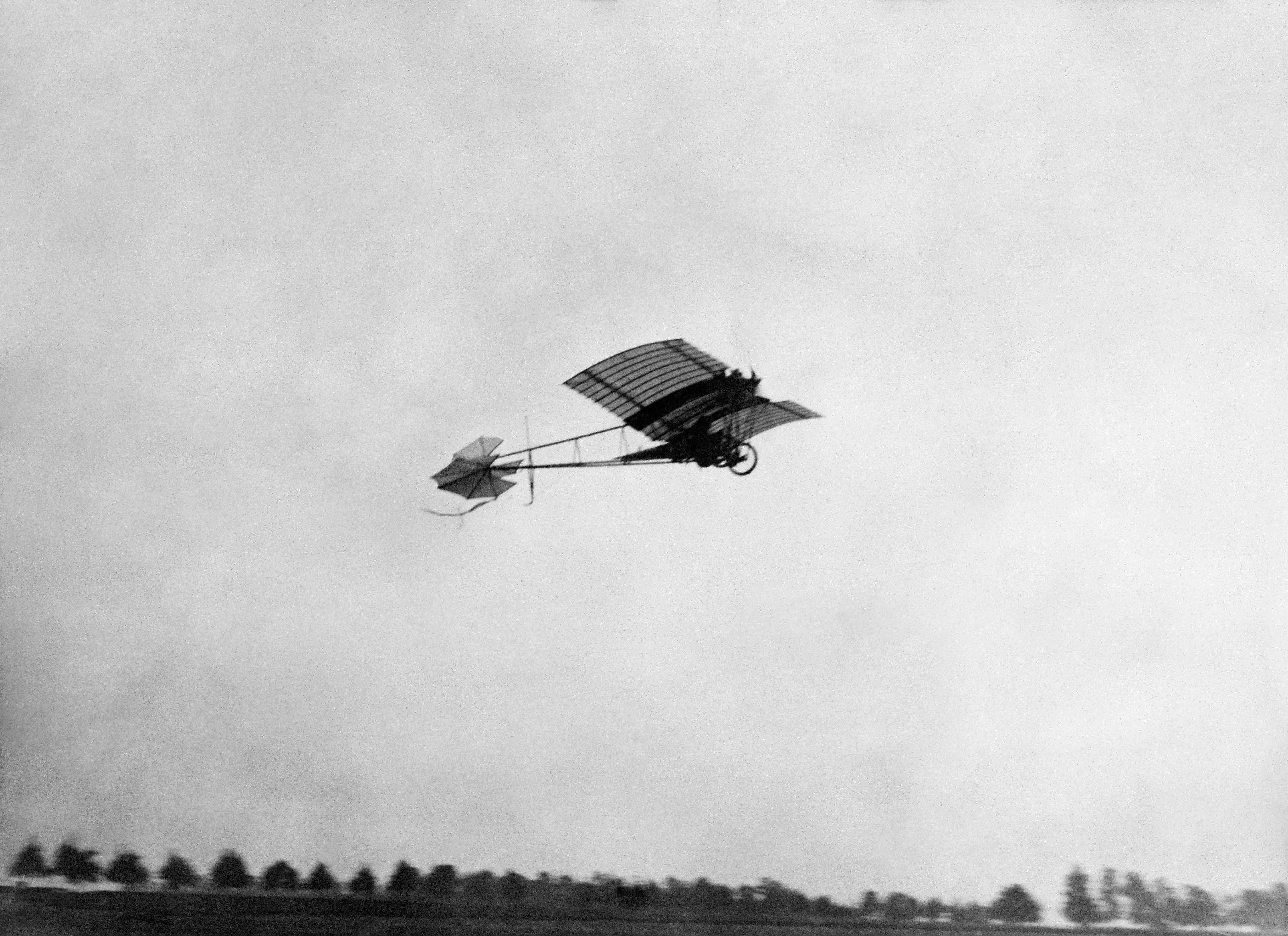 Demoiselle in flight