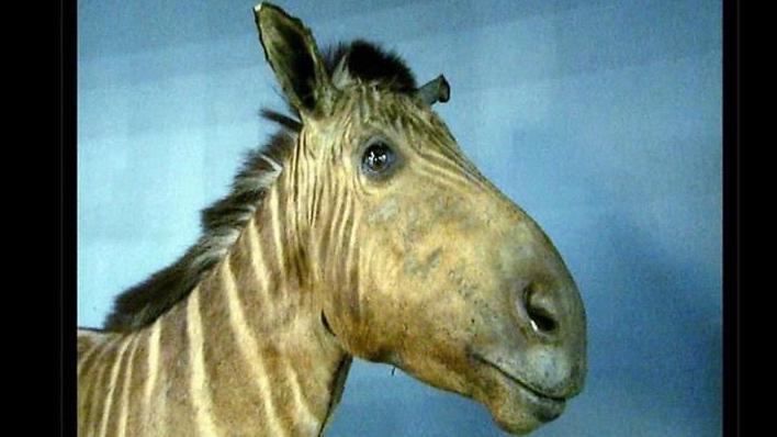 آخر حيوان قواغا مات في حديقة حيوان أمستردام يوم 12 أغسطس/آب 1883 