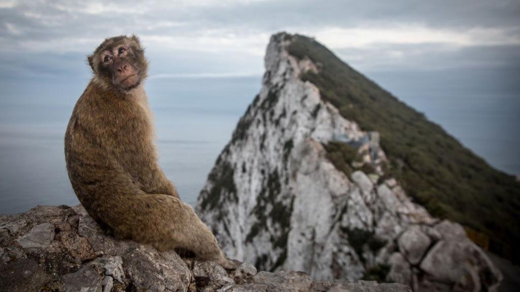 Un mono con el Peñón de Gibraltar en el fondo