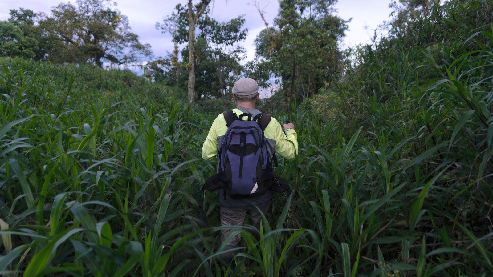 Un hombre visto de espaldas, que lleva una camiseta amarilla de manga larga, una mochila azul y una gorra, está rodeado de pasturas tropicales altas y densas.