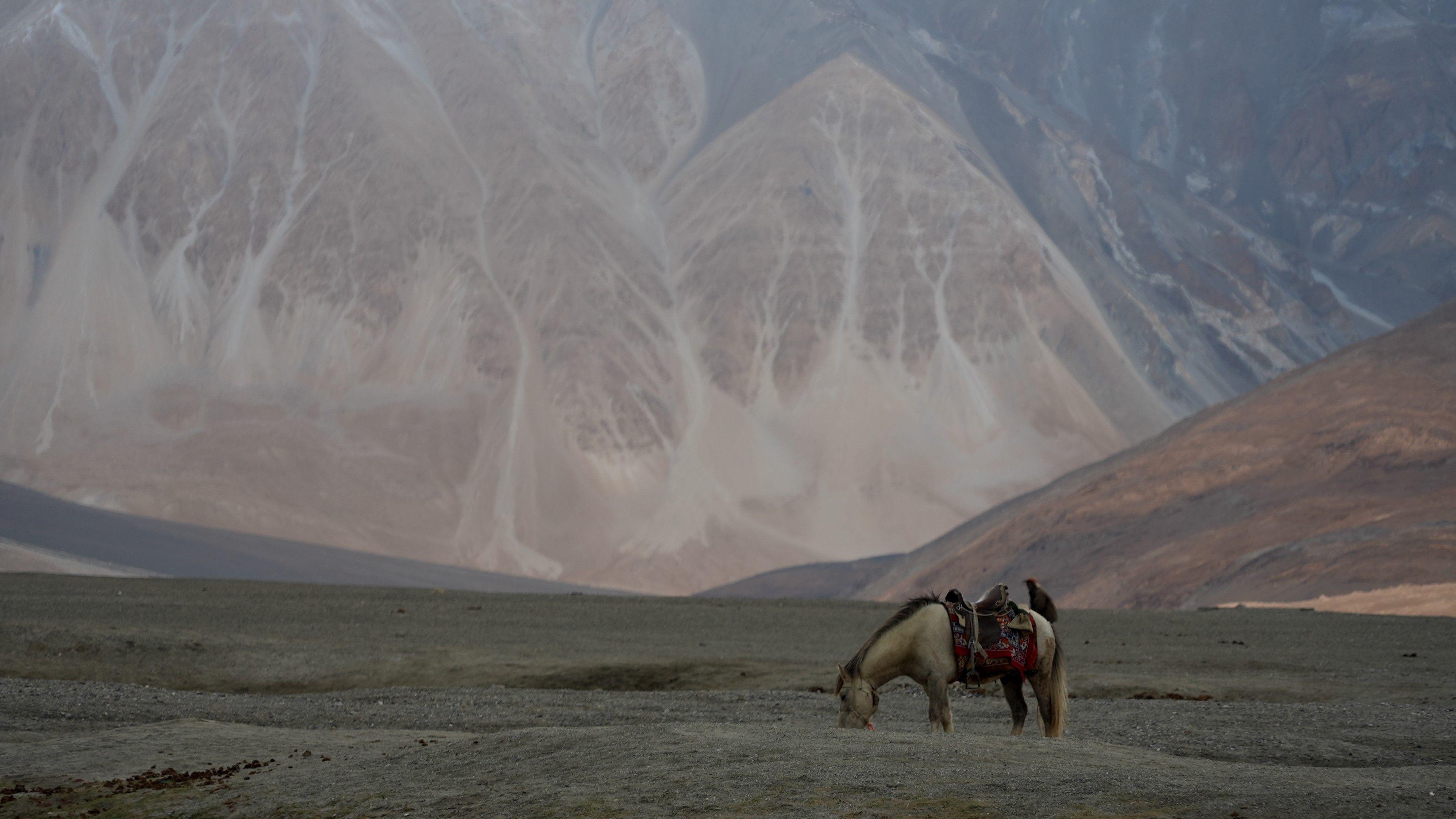 Seekor kuda yang mengenakan pelana sedang makan di padang rumput, dengan pegunungan berwarna cokelat dan abu-abu di latar belakang.