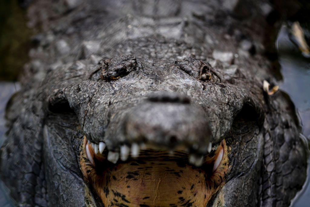 Un caimán del Orinoco con la boca abierta