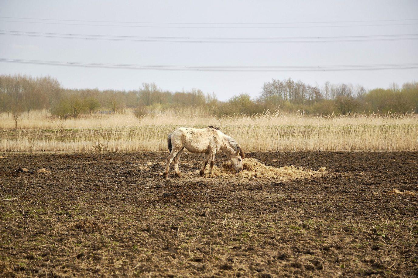 Un caballo flaco busca pasto que comer en un suelo sin apenas vegetación. 