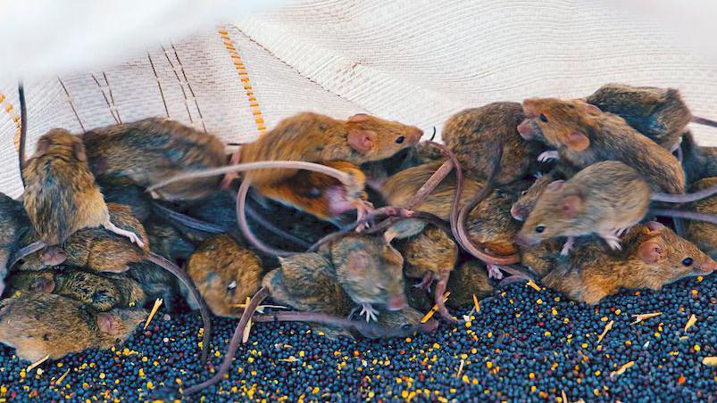 Its like a decaying body: Australian farmers battle mouse plague 