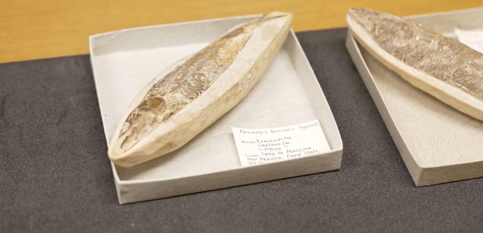 Peixe fossilizado dentro de uma caixa de papel&atilde;o