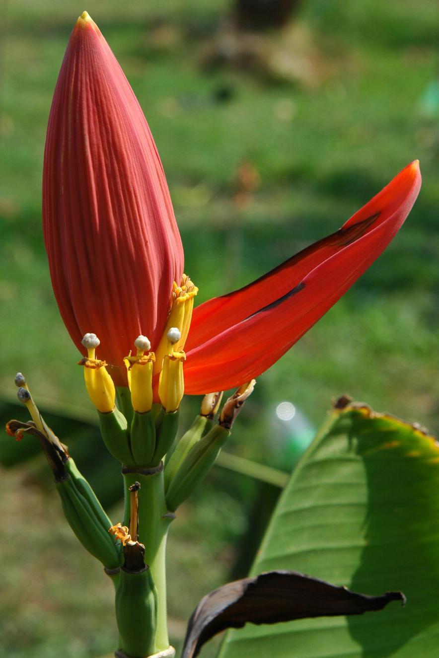 Botão vermelho com uma das brácteas abertas. É possível ver parte de uma folha de bananeira sobre fundo verde.