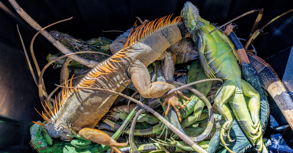 Un grupo de iguanas paralizadas por el frío inertes en un recipiente. 