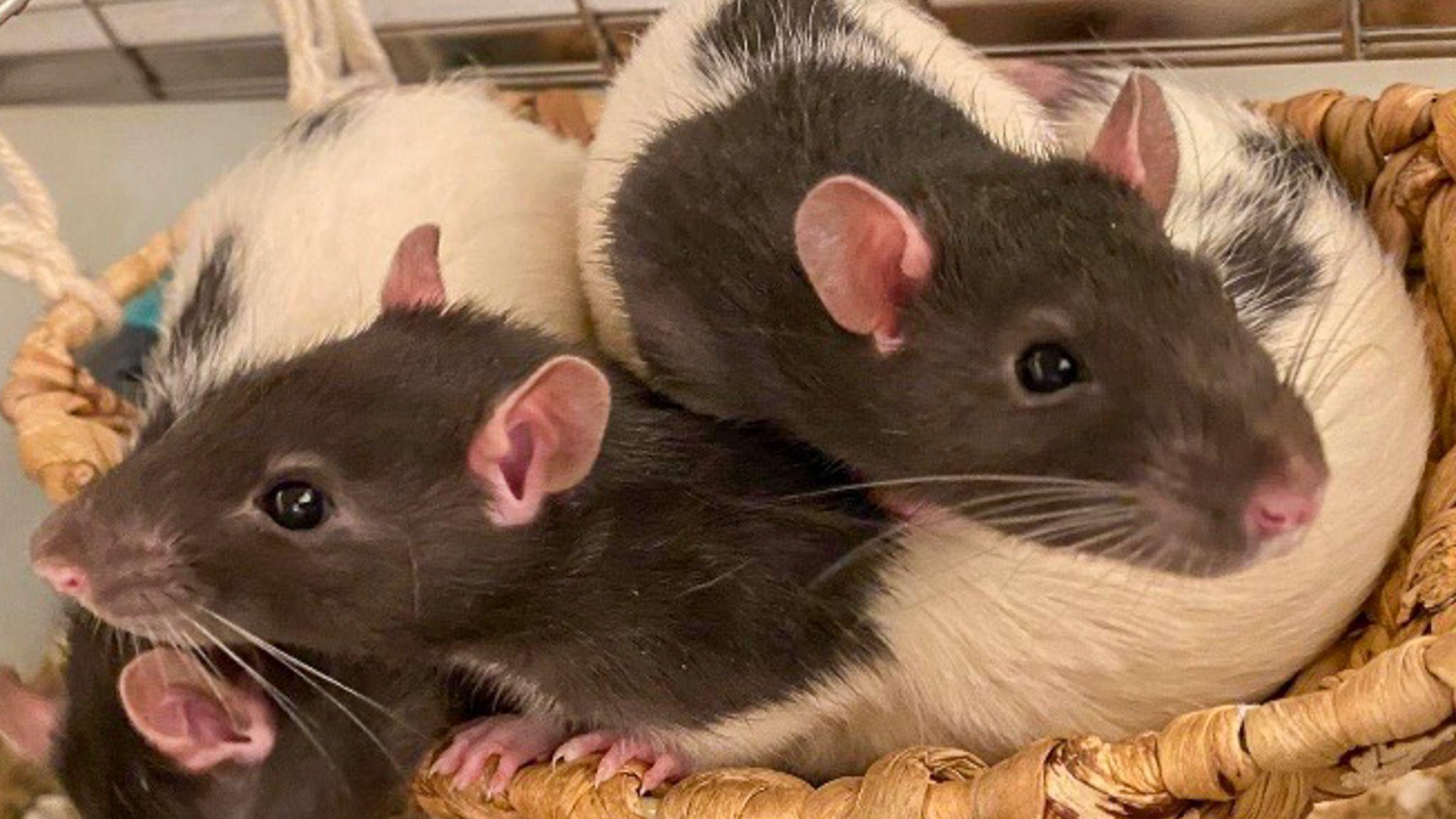Cientistas identificam 'contador de quilometragem' do cérebro 2 Dois ratos de laboratório enrolados juntos em uma cesta
