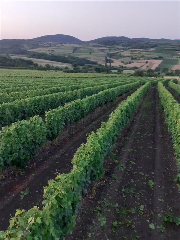 Vinograd
