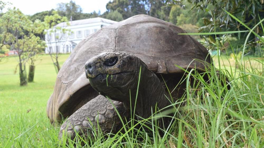 Velika kornjača na travi large tortoise in grass